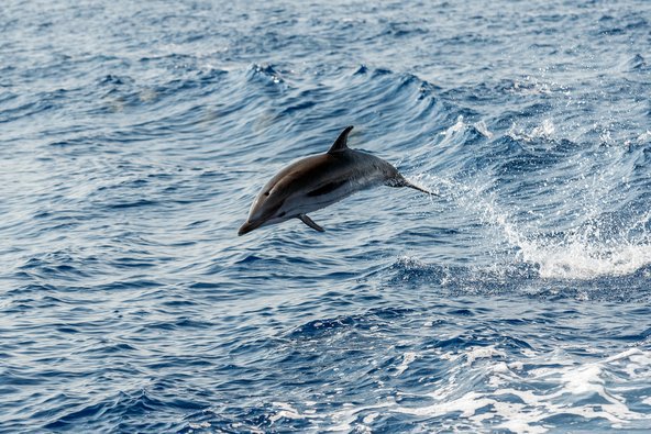 الدلافين في جزر الأزورس