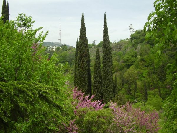 حديقة النّباتات الوطنيّة في جورجيا