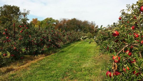 حقول التفاح في فرنسا