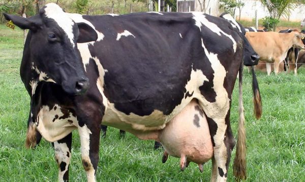 مزارع الأبقار في فرنسا