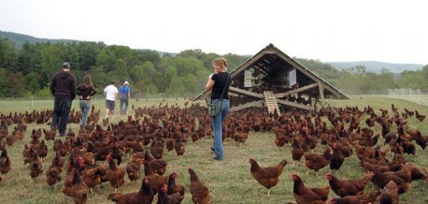 مزارع لتربية الدجاج بأساليب عضوية