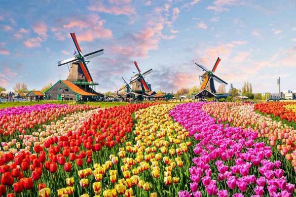 هولندا بلاد الأزهار وطواحين الهواء