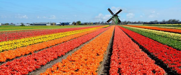 الإقامةفي هولندا 5 سنوات من شروط الجنسية الهولندية