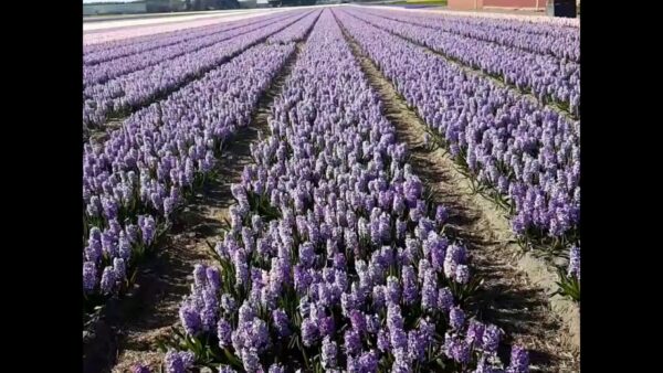 مزارع الورود فى هولندا