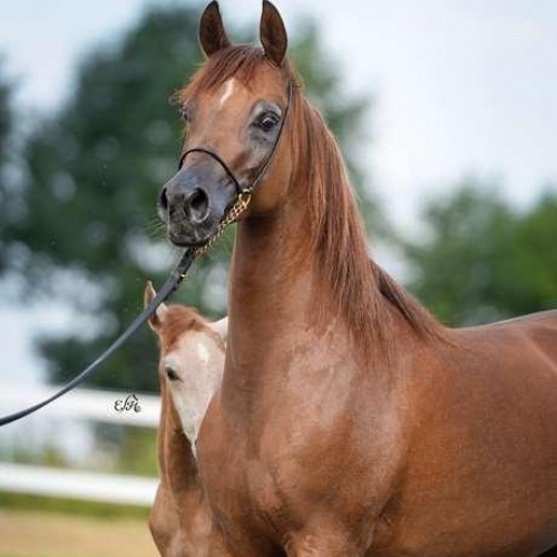 أنتوريا أفضل الخيول المستوردة من بولندا