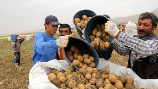 شروط استيراد البطاطس من تركيا
