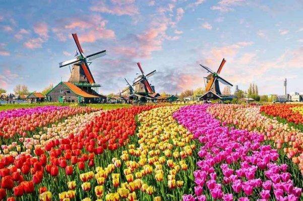 الربيع فى هولندا
